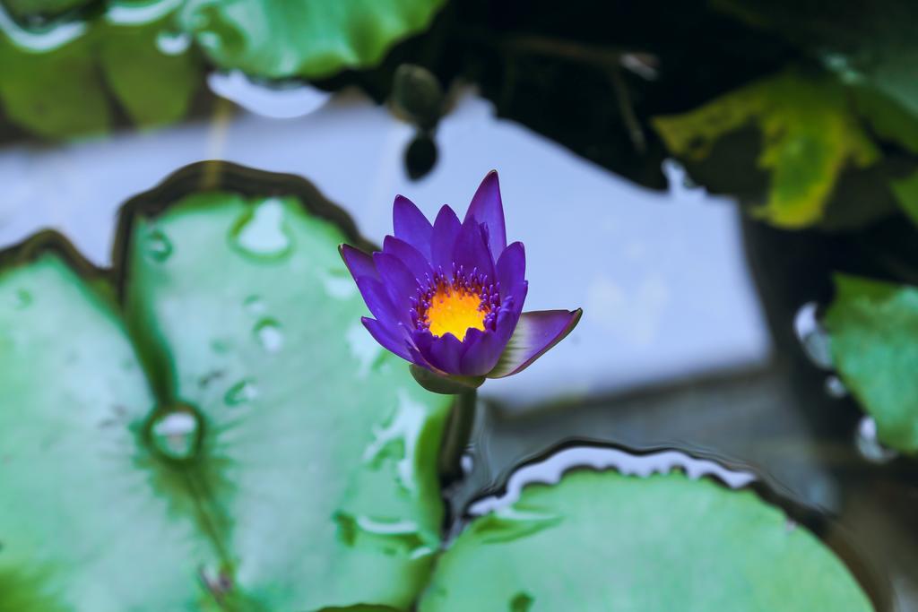 Village Love Homestay ホイアン エクステリア 写真